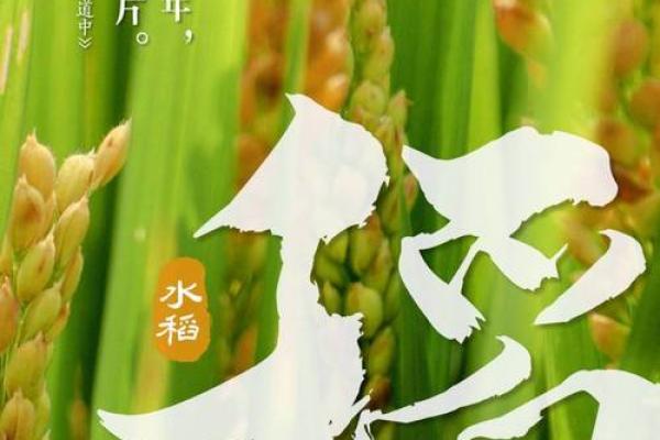 探秘五谷丰登背后的农耕节日与传统习俗