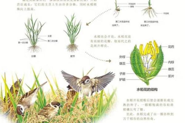 从农耕角度看清明节的传统与习俗