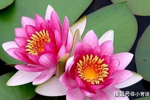 揭秘：你的属相在农历中的秘密，竟隐藏着这些意想不到的运势