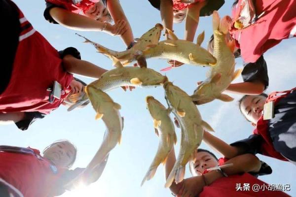 鱼跃龙门，揭秘养鱼最佳吉日