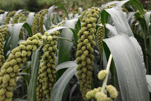 十月丰收季，感受农耕文化中的节庆与食俗