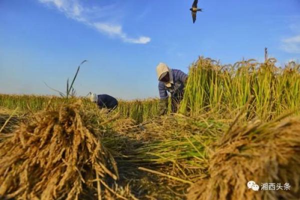 农历21号，揭秘隐藏的丰收秘密：为何这一天特别吉利？