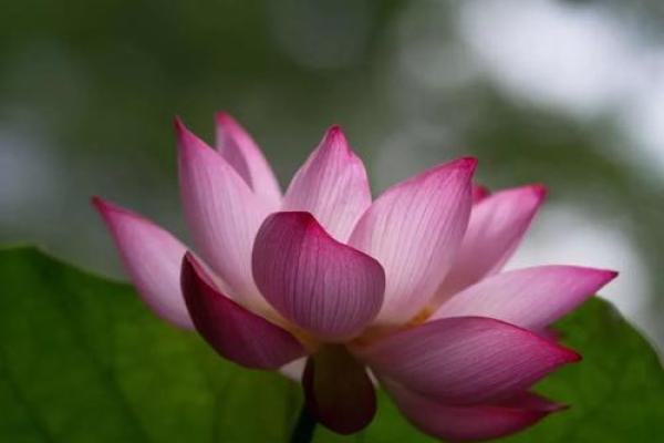 婚期测算大揭秘：揭秘吉日背后的神秘力量