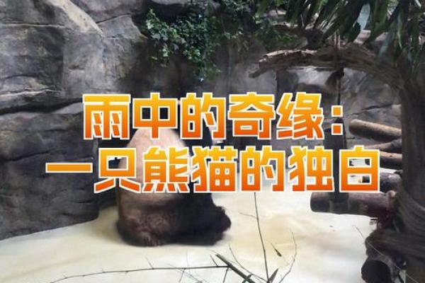 28吉日奇缘：探索那些特别日子里隐藏的神秘好运