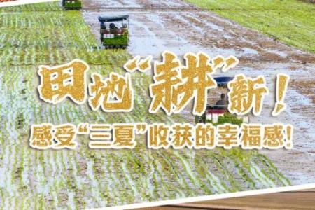 六月农业大忙季节，农耕文化与现代生活的碰撞