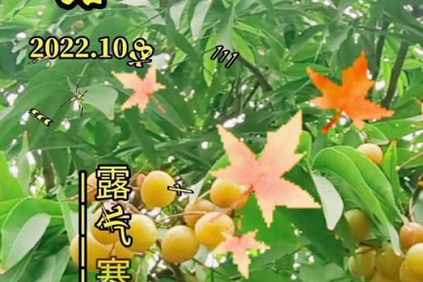 揭秘：农历二月之谜，究竟有多少天隐藏在岁月轮回之中？