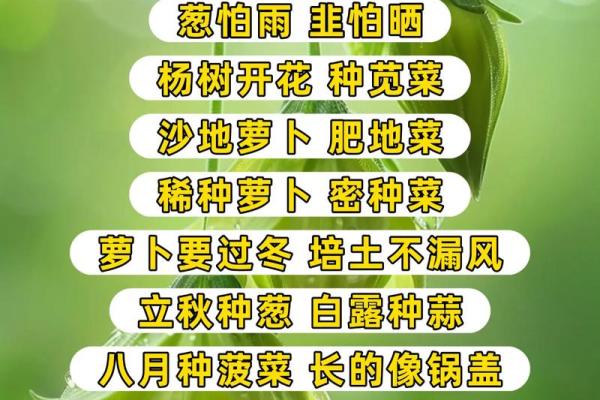 农耕智慧：如何通过自然节律提高作物产量
