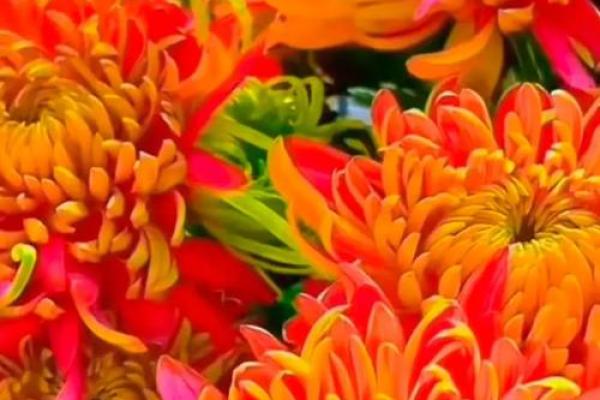 重阳节的高山与菊花：秋季养生的传统密码