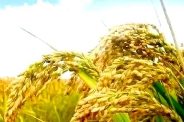 纳尔逊节：藏族民族节日的农耕习俗探秘