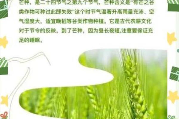 八月农耕节令：从收获到庆典的文化传承