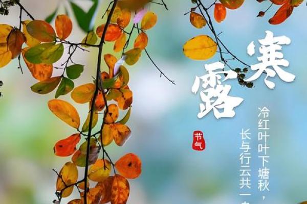 寒露时节的饮食调养与节庆习俗