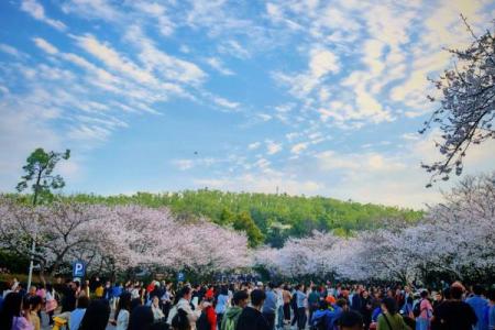 东京樱花祭：感受春天的文化与养生之道