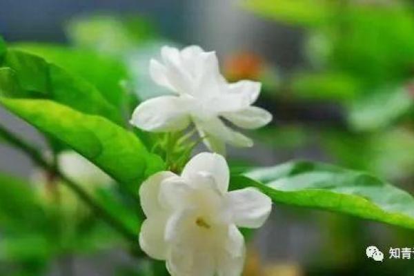 一篇文章带你学会黄道吉日查找，从此生活更美好