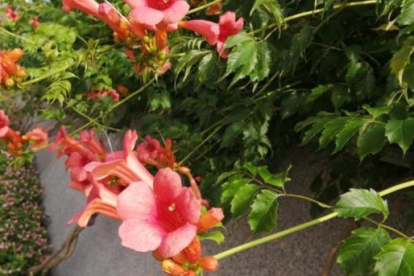 十月金黄,揭秘农历十月盛开的花朵之谜 十月金黄,揭秘农历十月盛开的花朵之谜