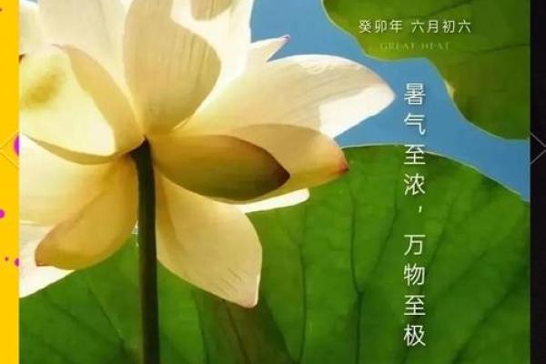 七月传统文化：感受大暑的节令风物与民俗