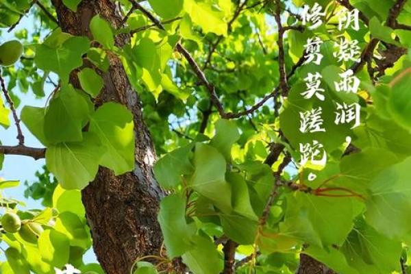 农耕生活与节日:与自然节奏同步的生活方式 农耕生活与节日:与自然节奏同步的生活方式